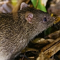 Northern Brown Bandicoot in Centenary Lakes. We saw four NBBs in total. This one was eating Mango.<br />Canon EOS 6D + EF400 F5.6L + SPEEDLITE 580EXII + Better Beamer